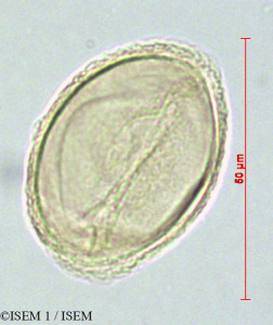 ISEM 1/Isoetes_andina_82212/Isoetes_andina_82212_0001(copy)_thumb.jpg